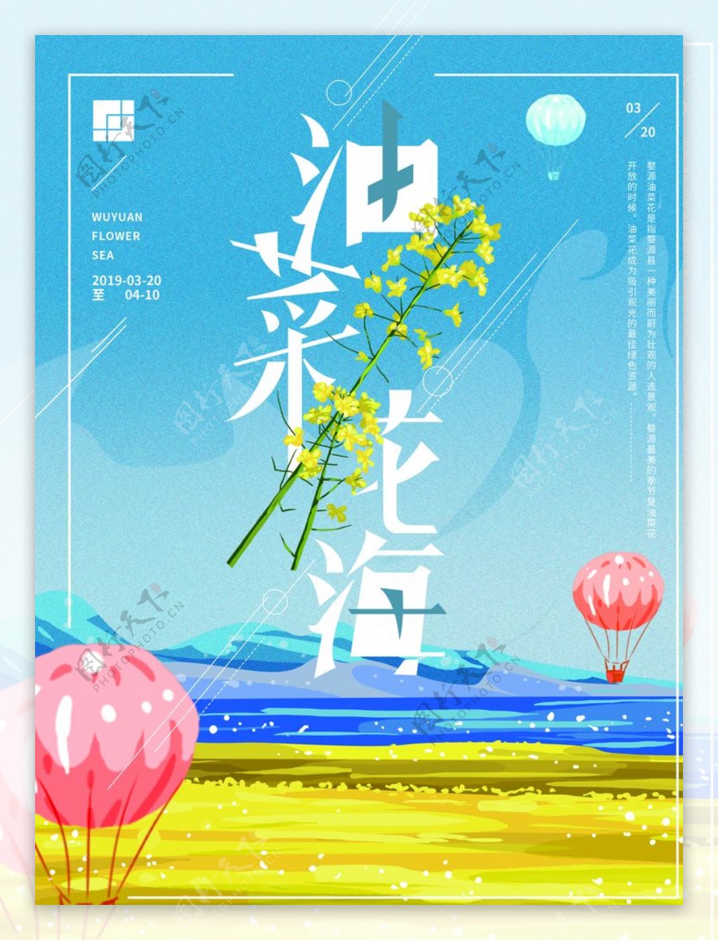 油菜花