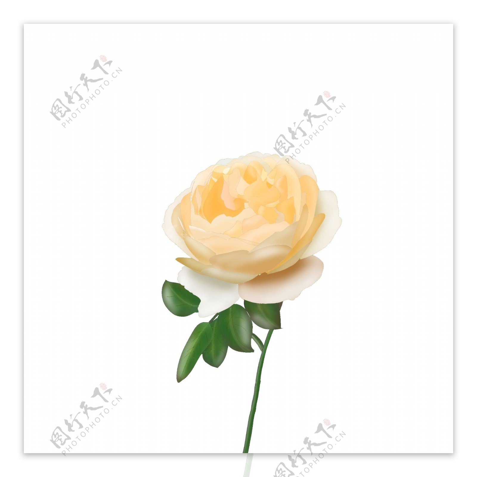 黄色玫瑰花月季叶子浪漫情人节婚礼元素