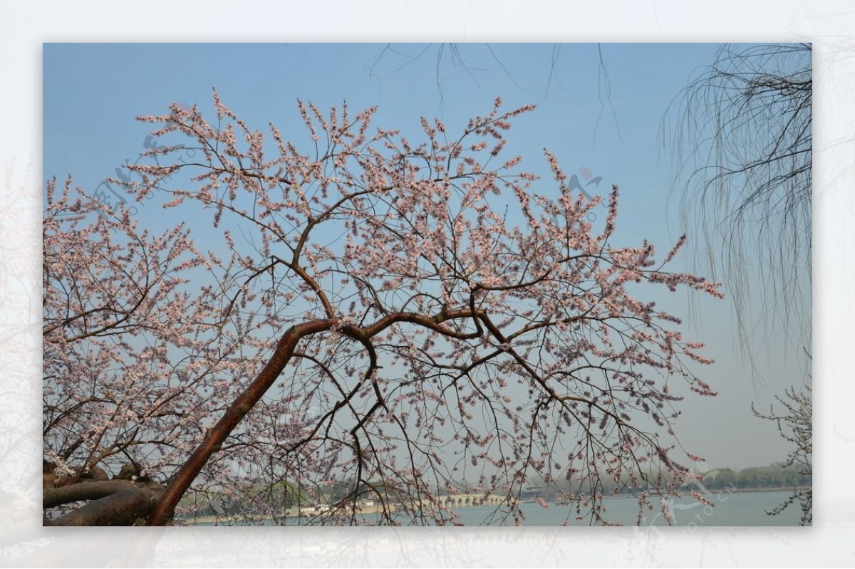 颐和园山桃花