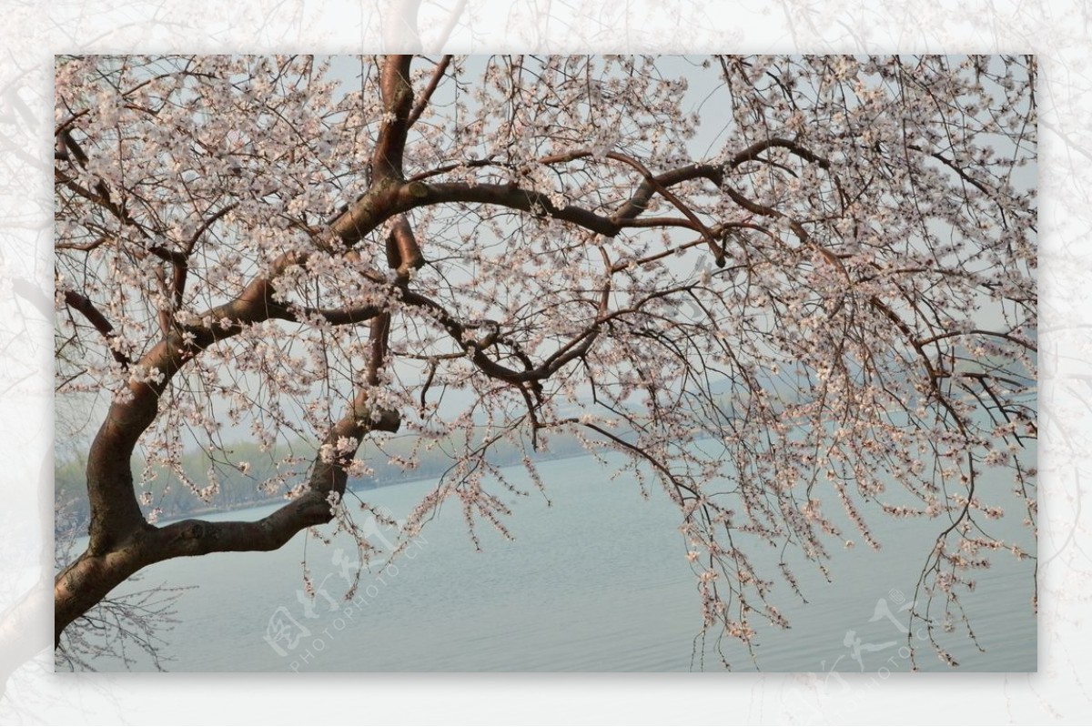 颐和园山桃花