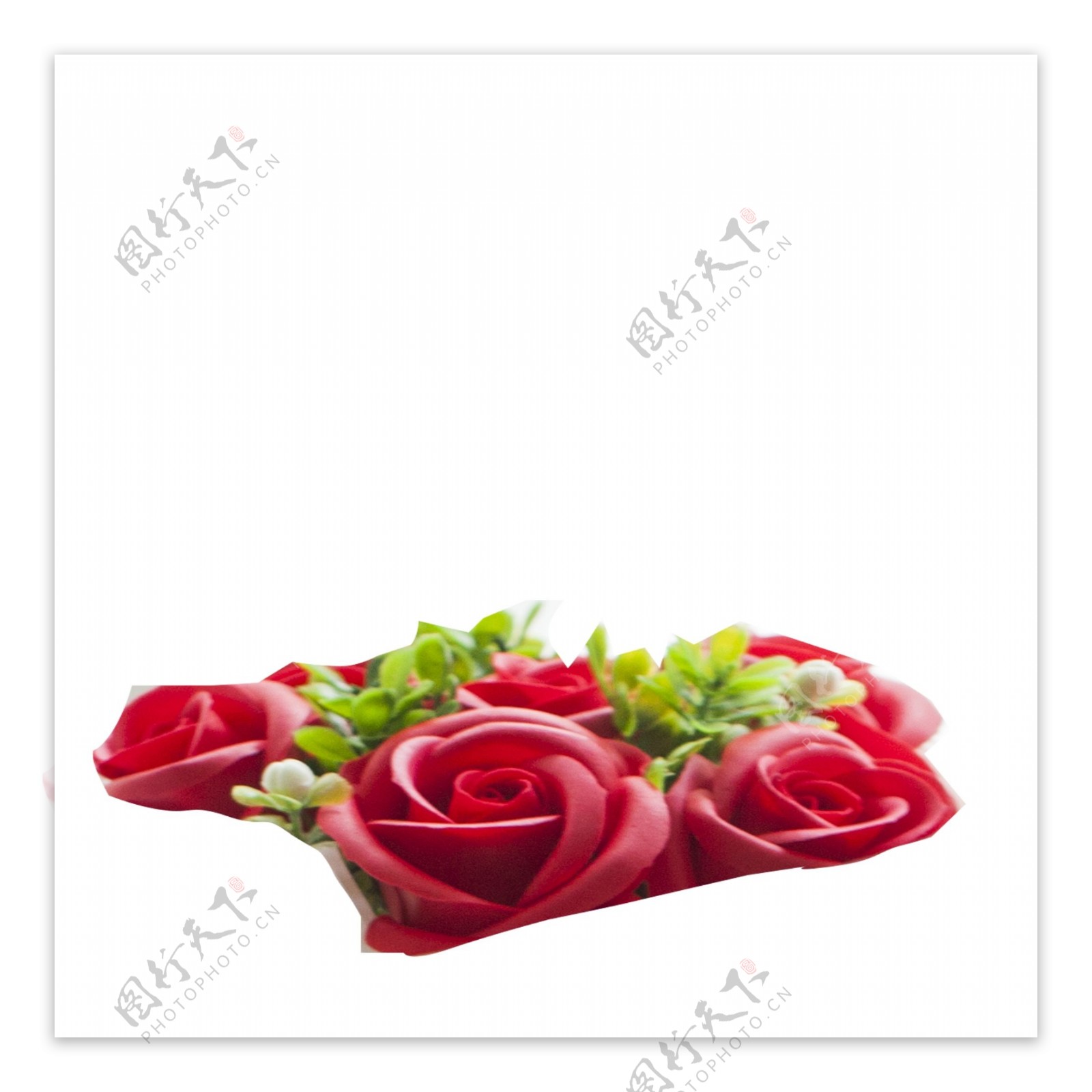 红色的玫瑰花朵免抠图
