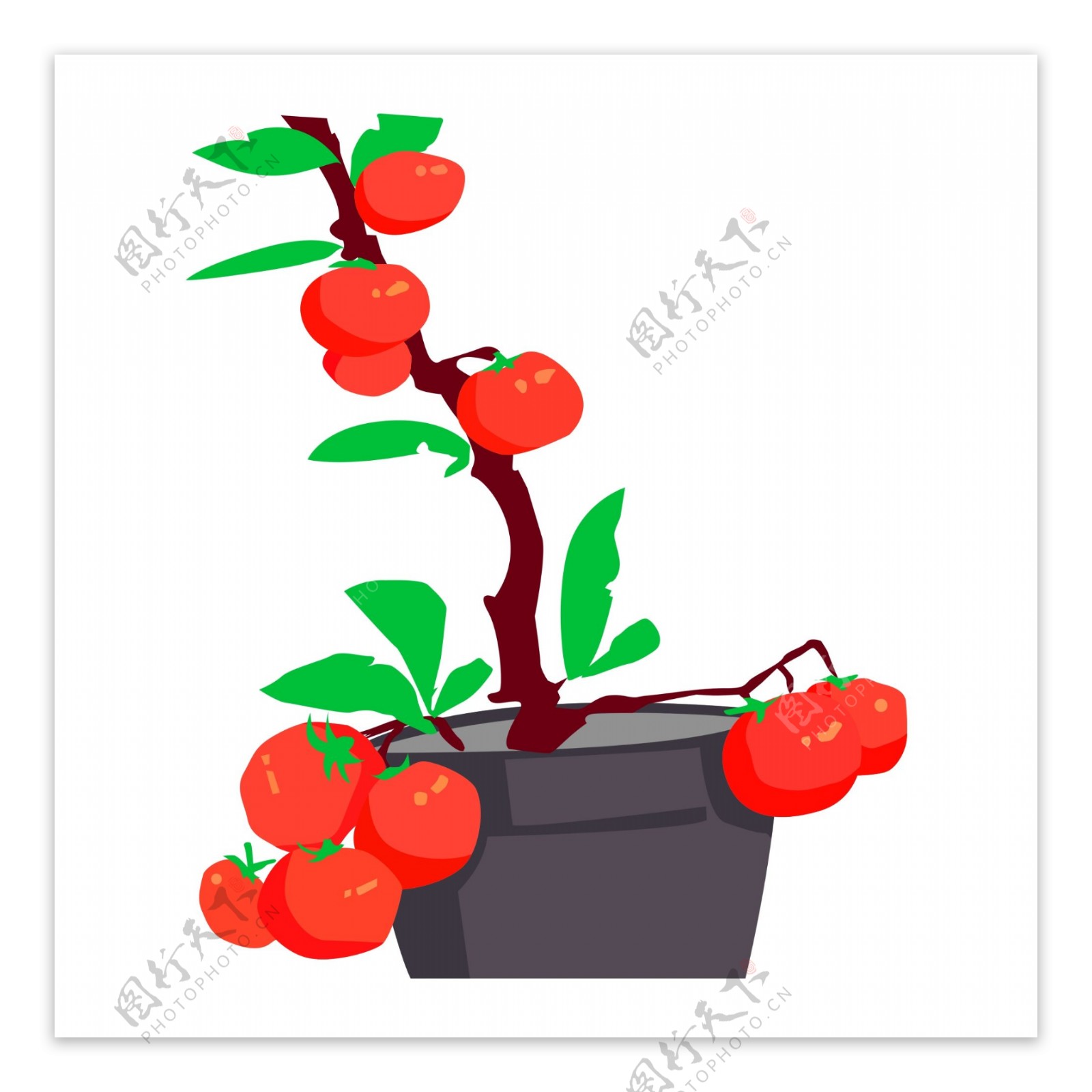 手绘卡通西红柿盆栽