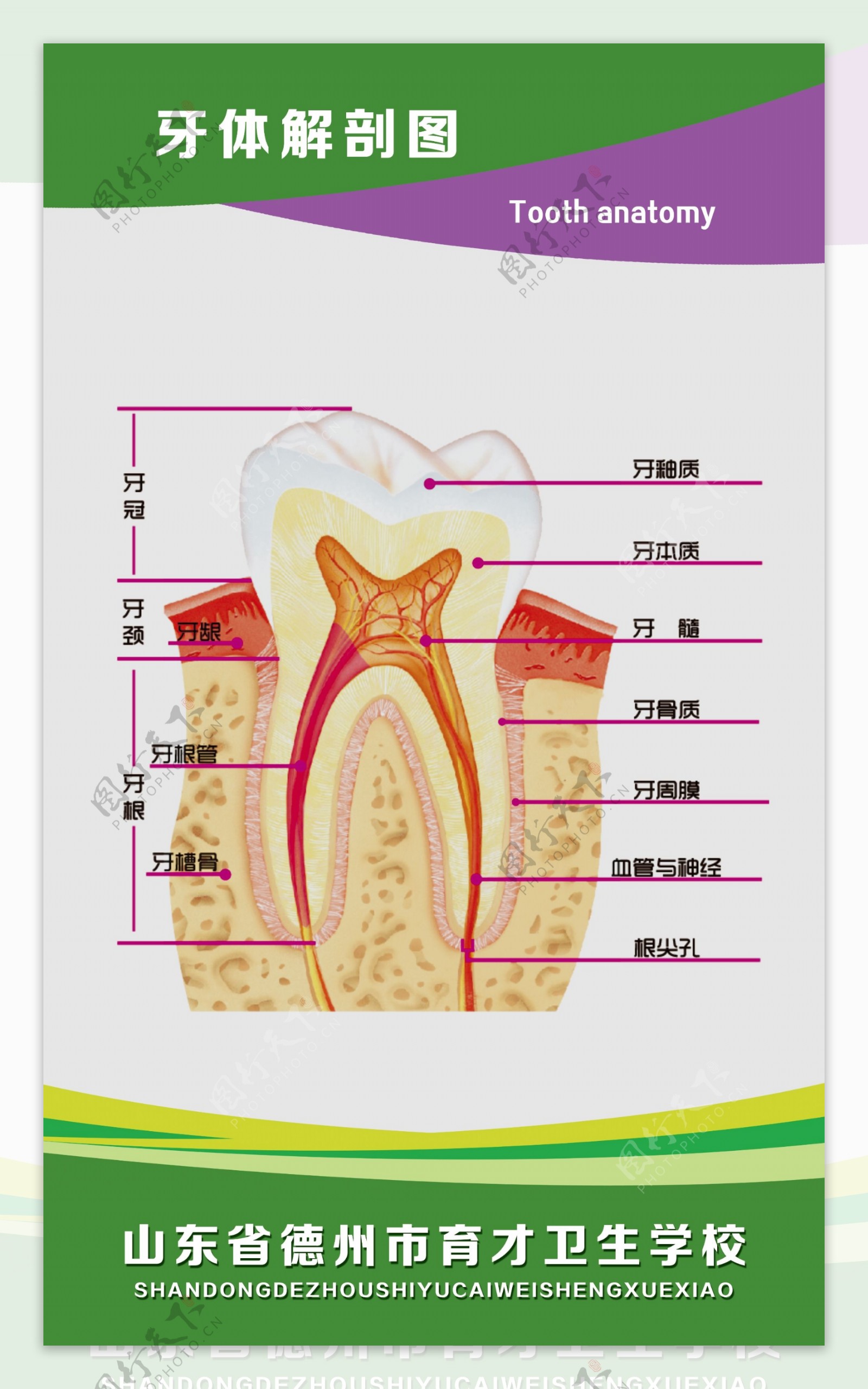 牙体解剖图