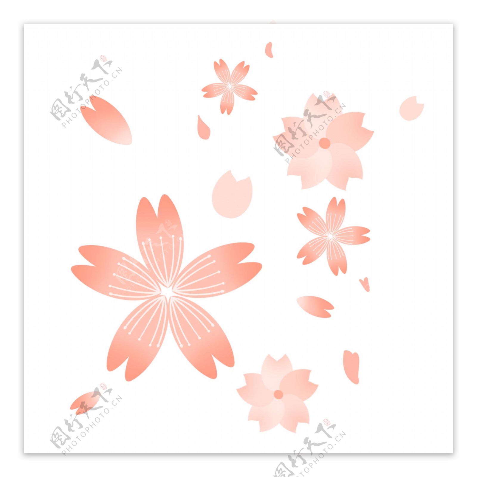 樱花花瓣元素图片素材免费下载 - 觅知网