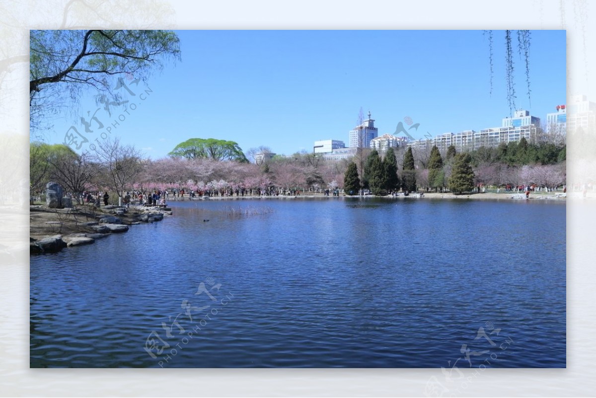 玉渊潭风景