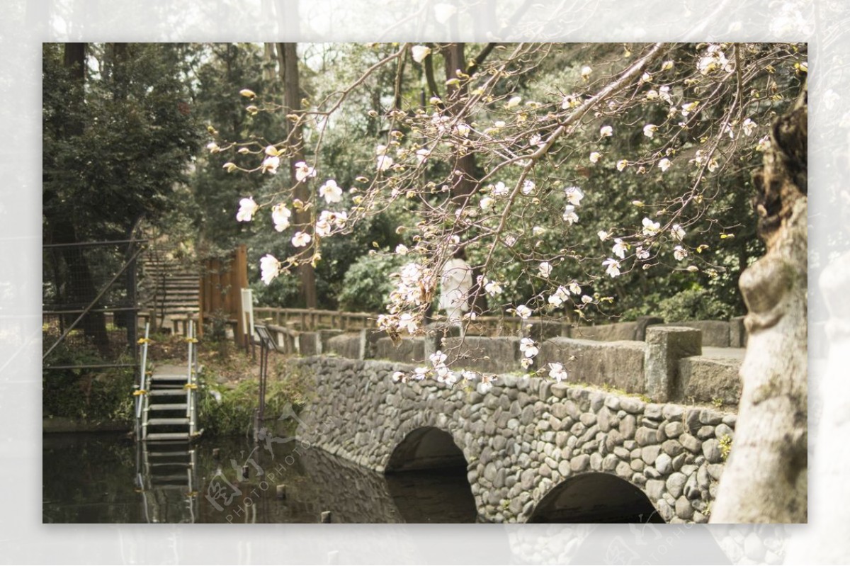 河上砖桥樱花