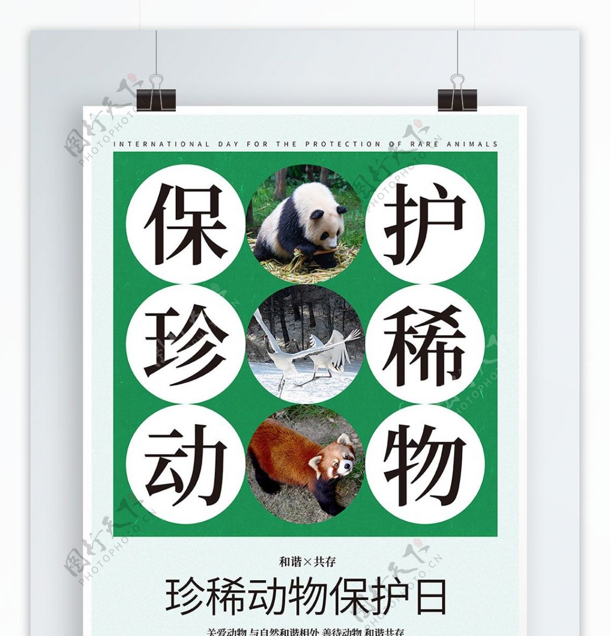 简约国际珍稀动物保护日海报