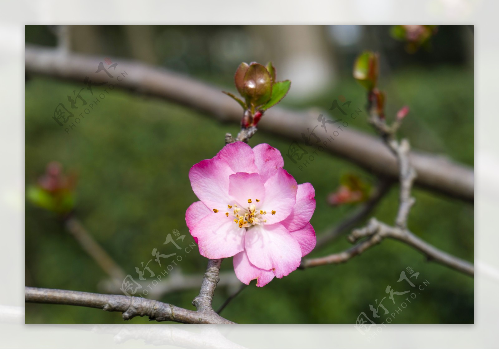 春天公园垂丝海棠摄影