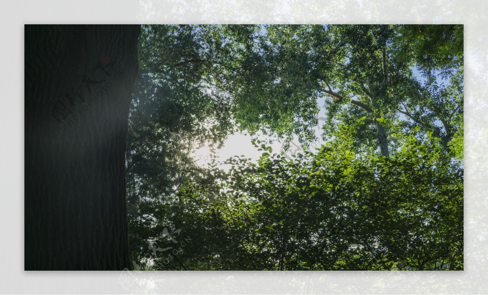 阳光穿过绿色丛林树木高清图片