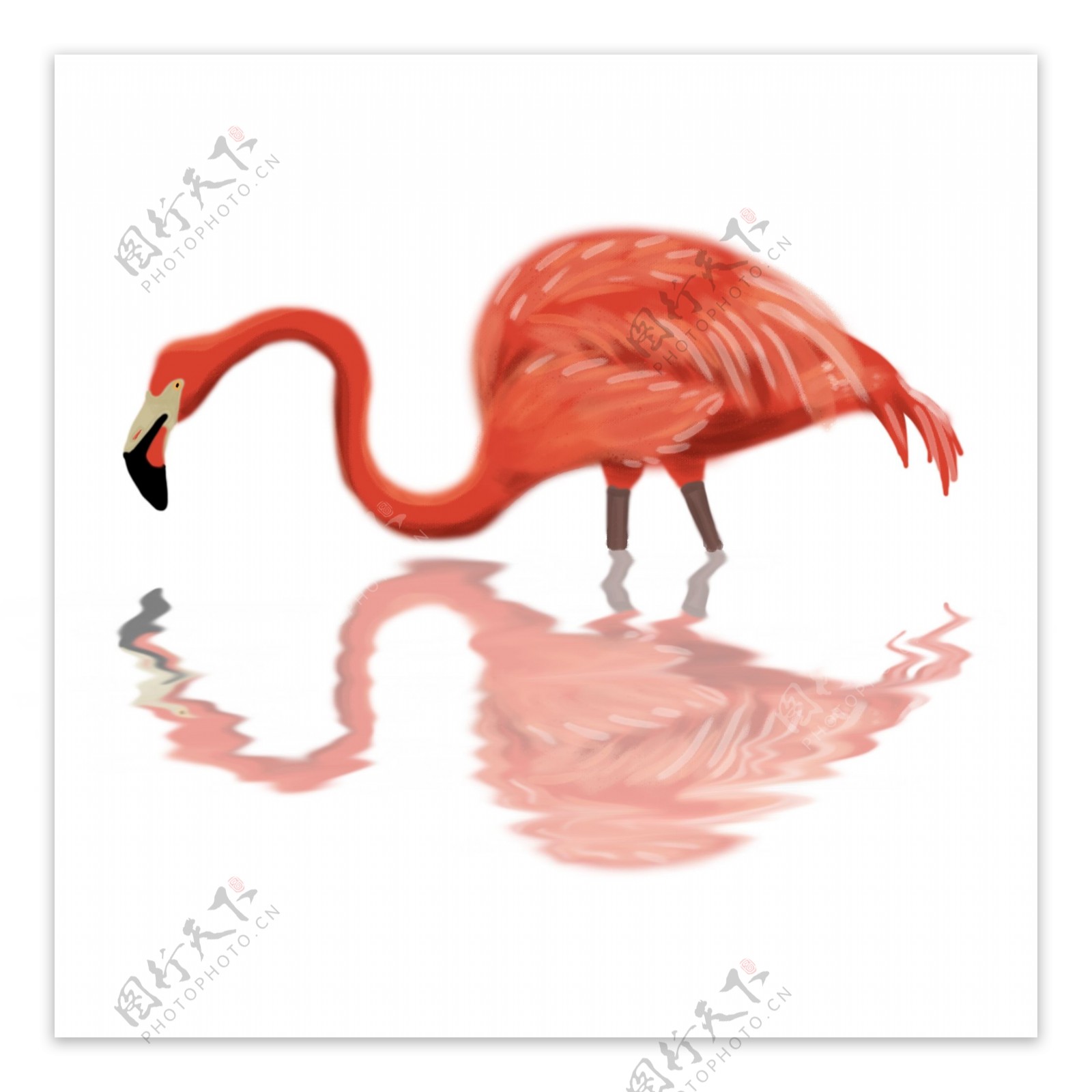 动物红色的火烈鸟手绘插画psd