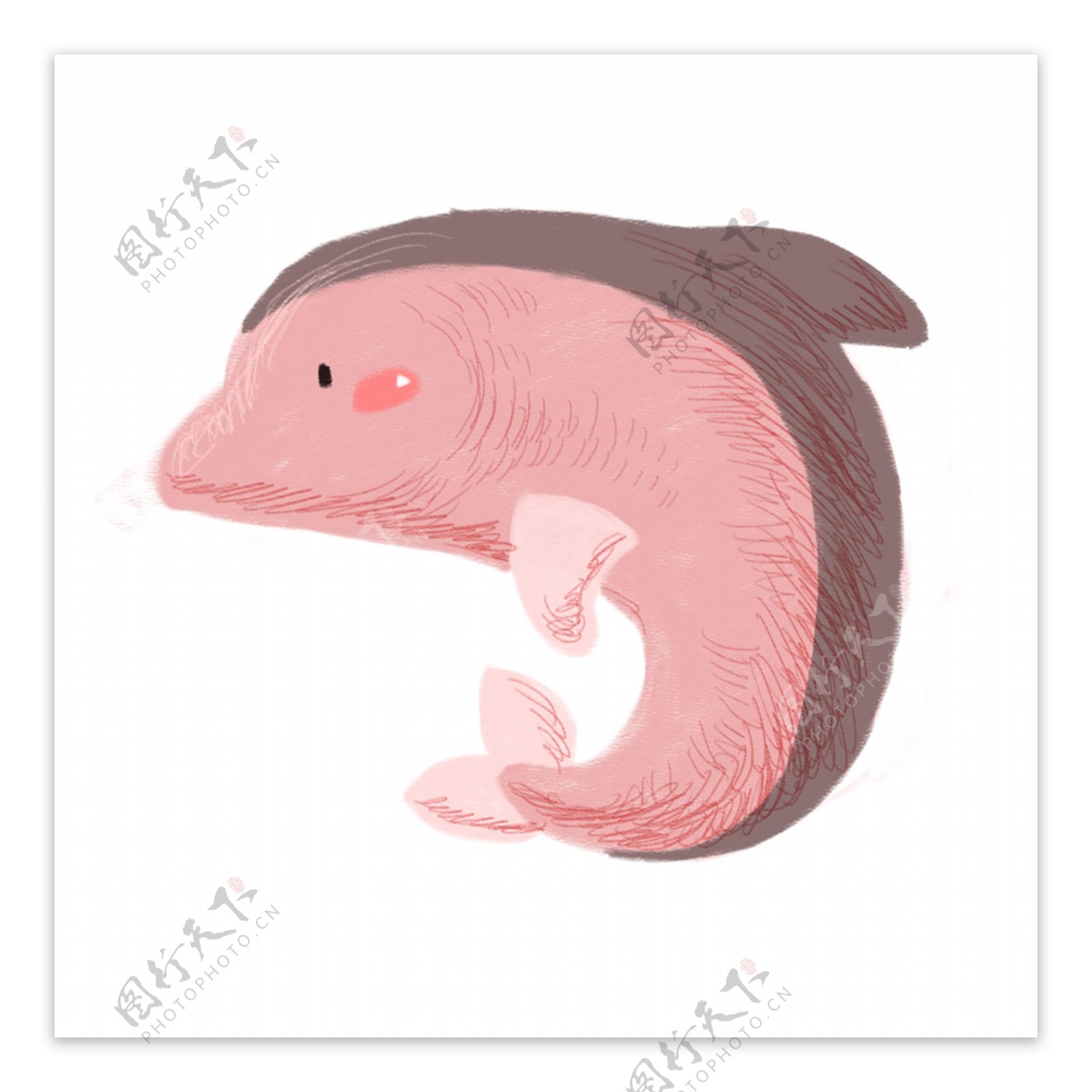 手绘的粉色海豚素材