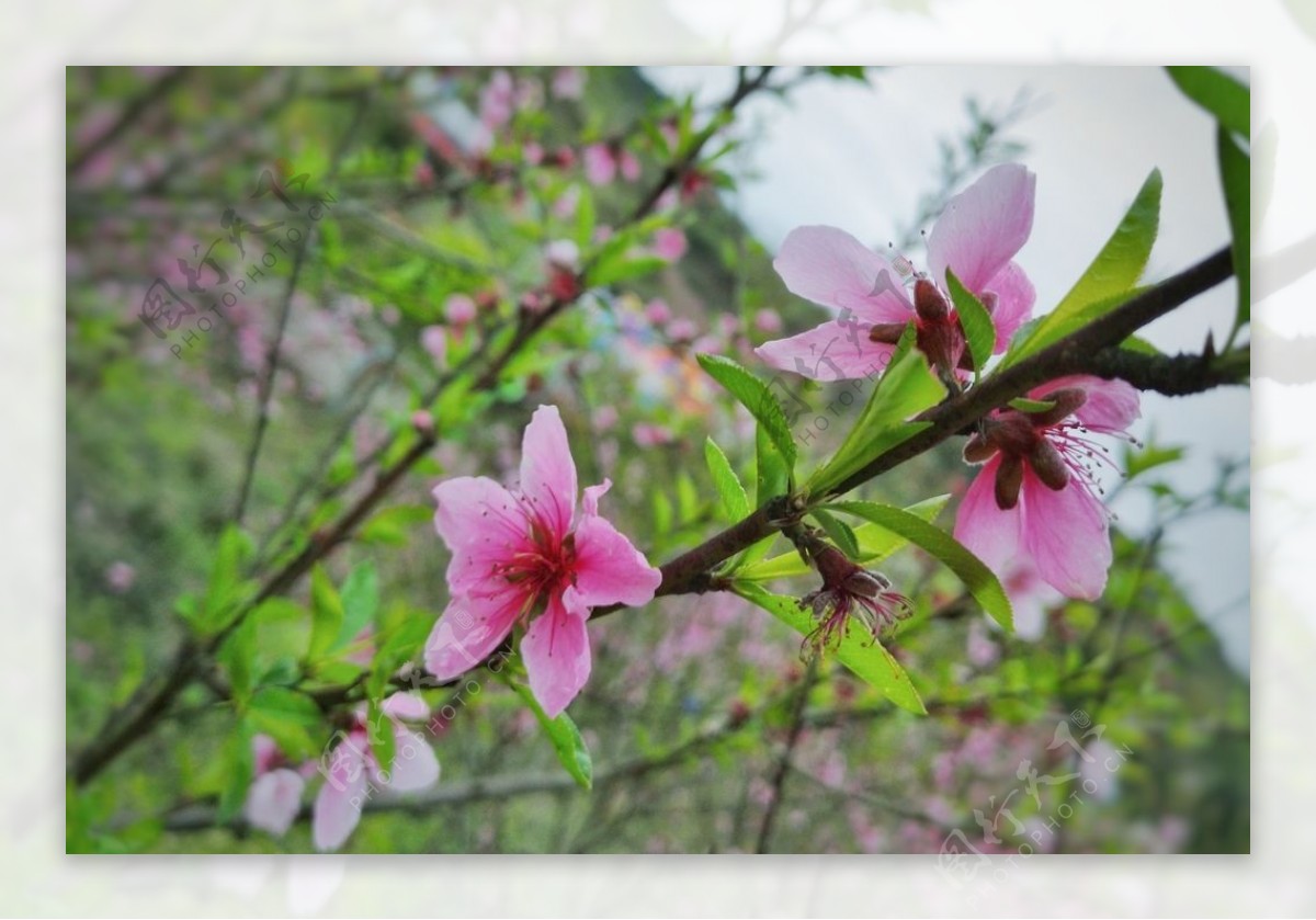 桃花运