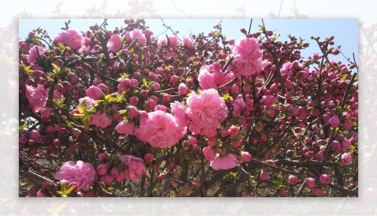 兰州春天榆叶梅开花实拍美景