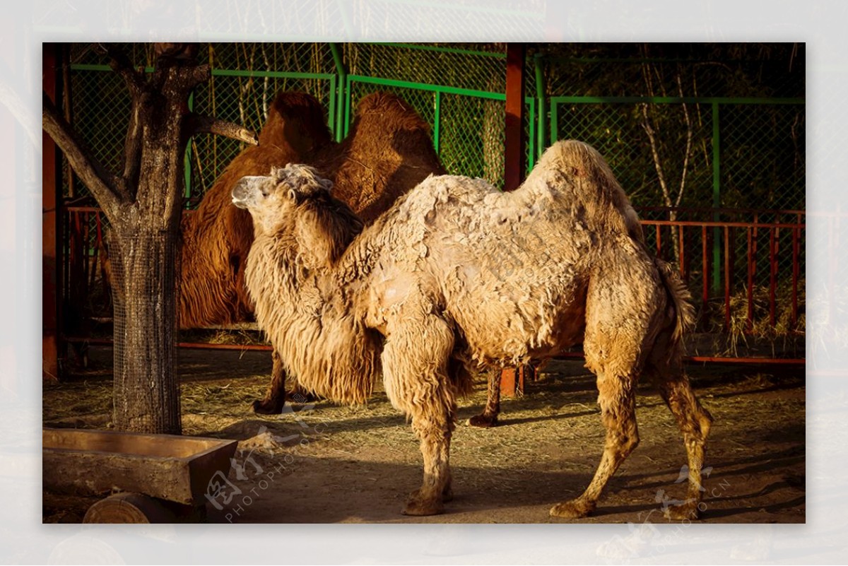 临沂动物园骆驼