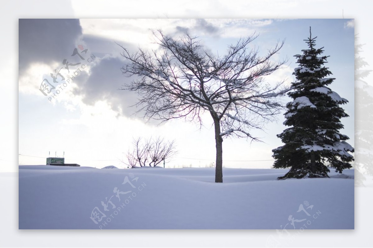 青松枯树雪景