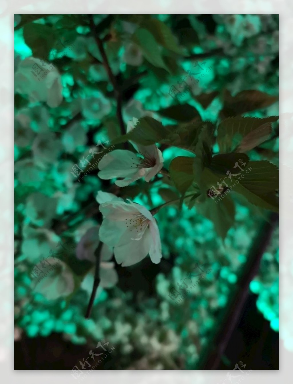 夜色樱花花枝花卉摄影照