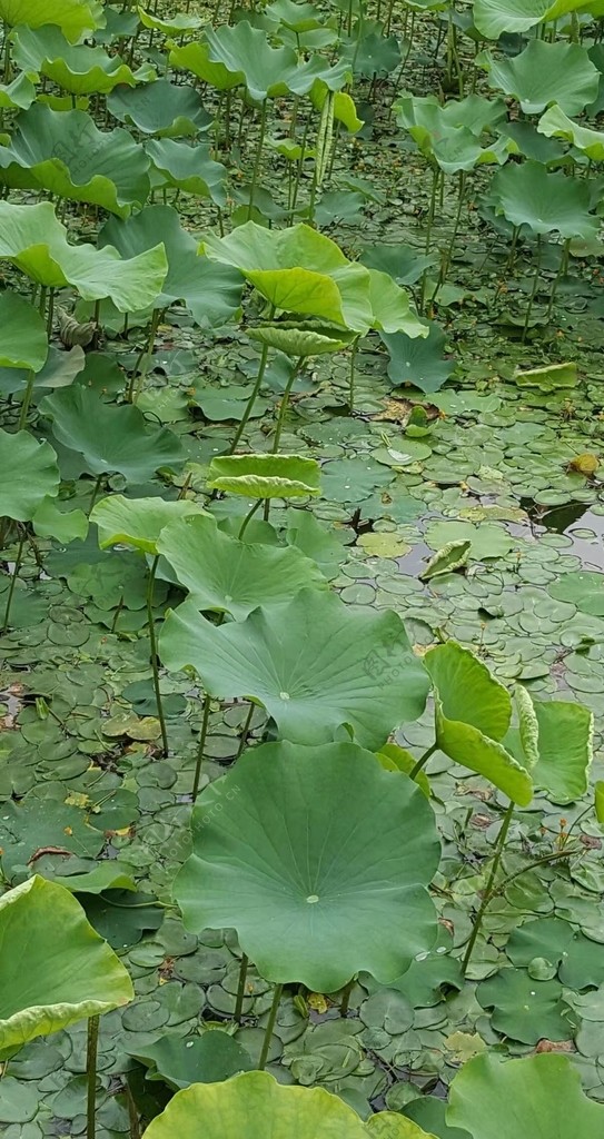 荷叶夏天