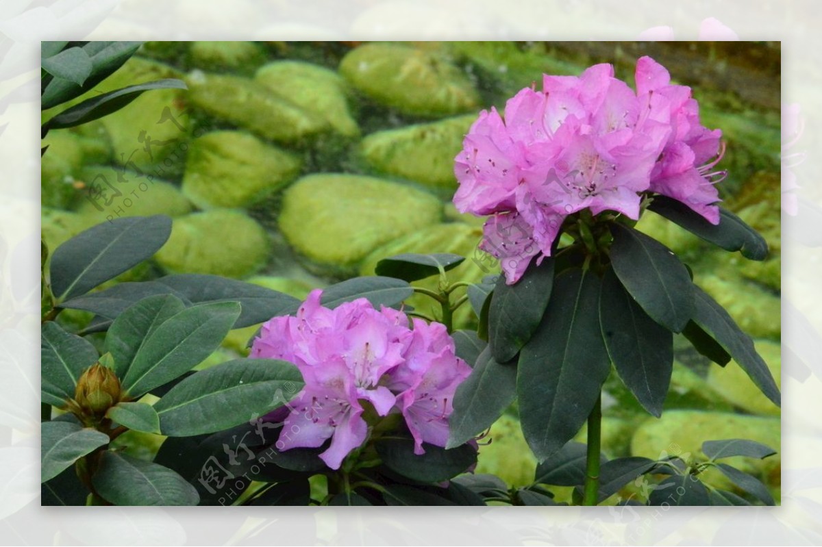 高山杜鹃花