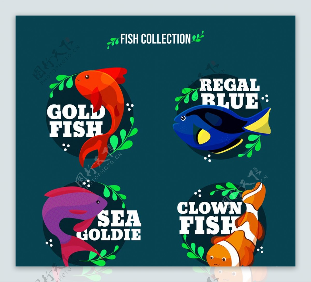 4款彩色带名字的鱼类