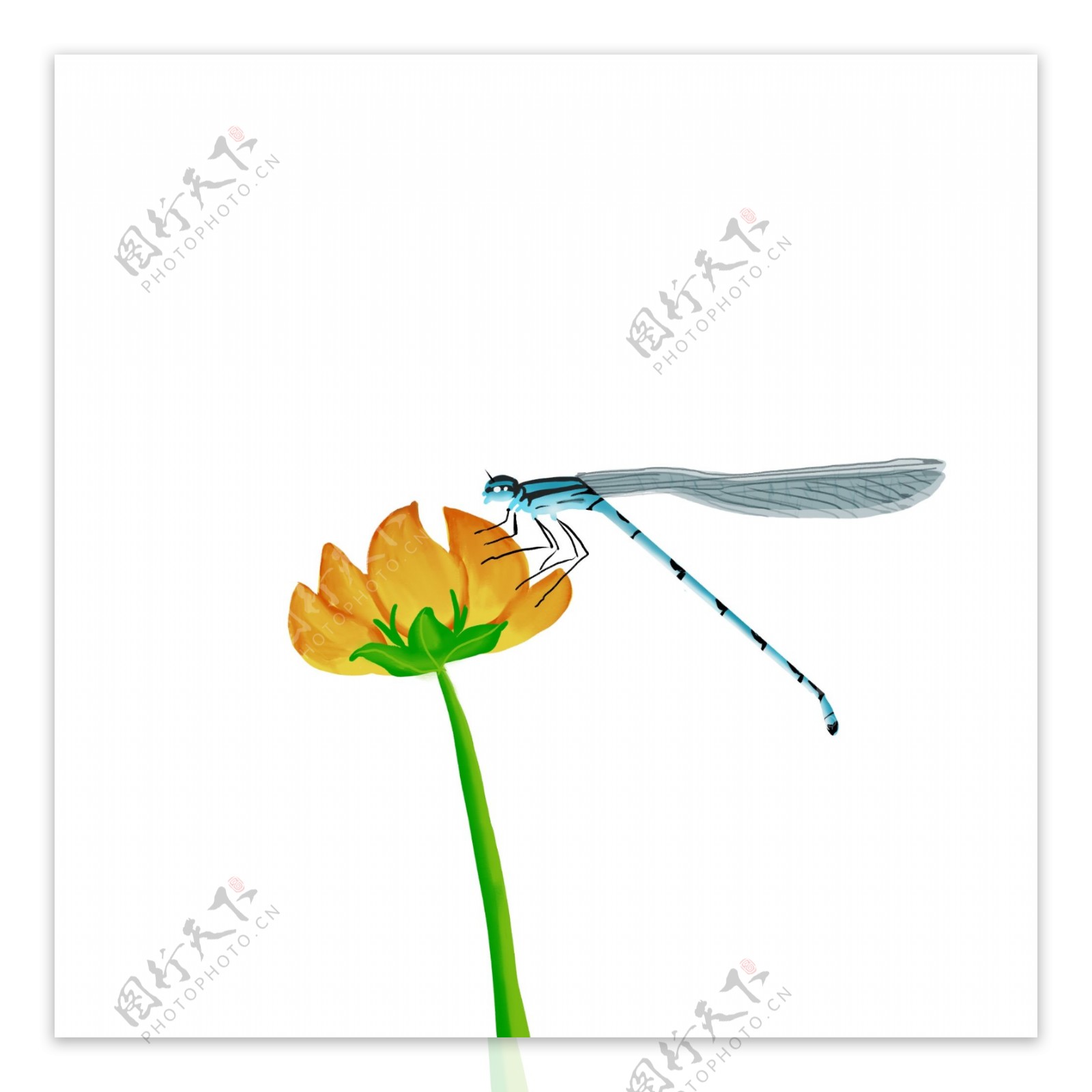 原创手绘正在吃花蜜的蜻蜓