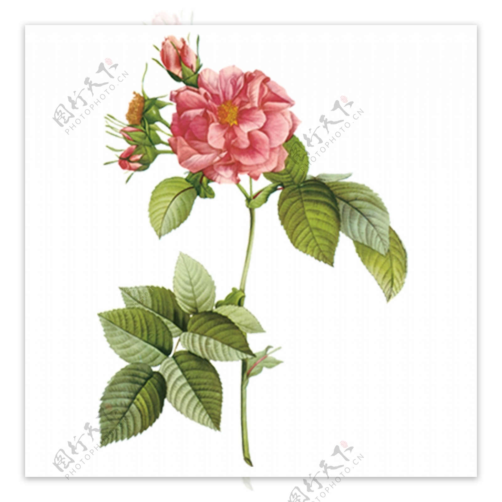 手绘的蔷薇花素材