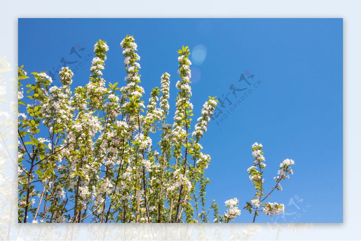 苹果花