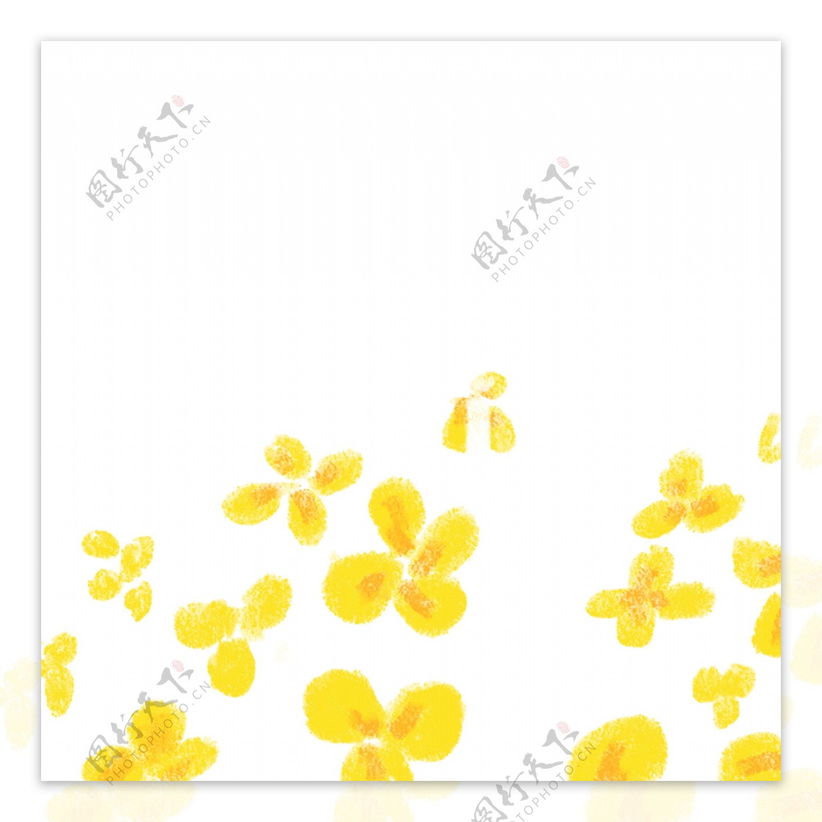 黄色油菜花花朵免抠图