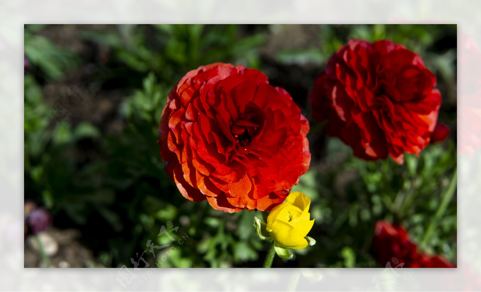 春暖花开系列之红色玫瑰