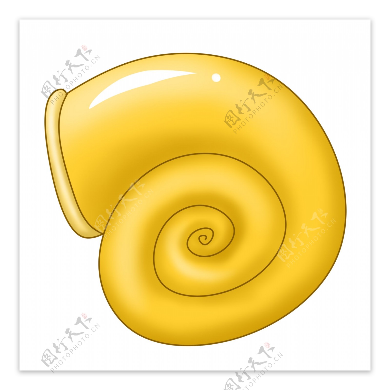 黄色海贝海螺