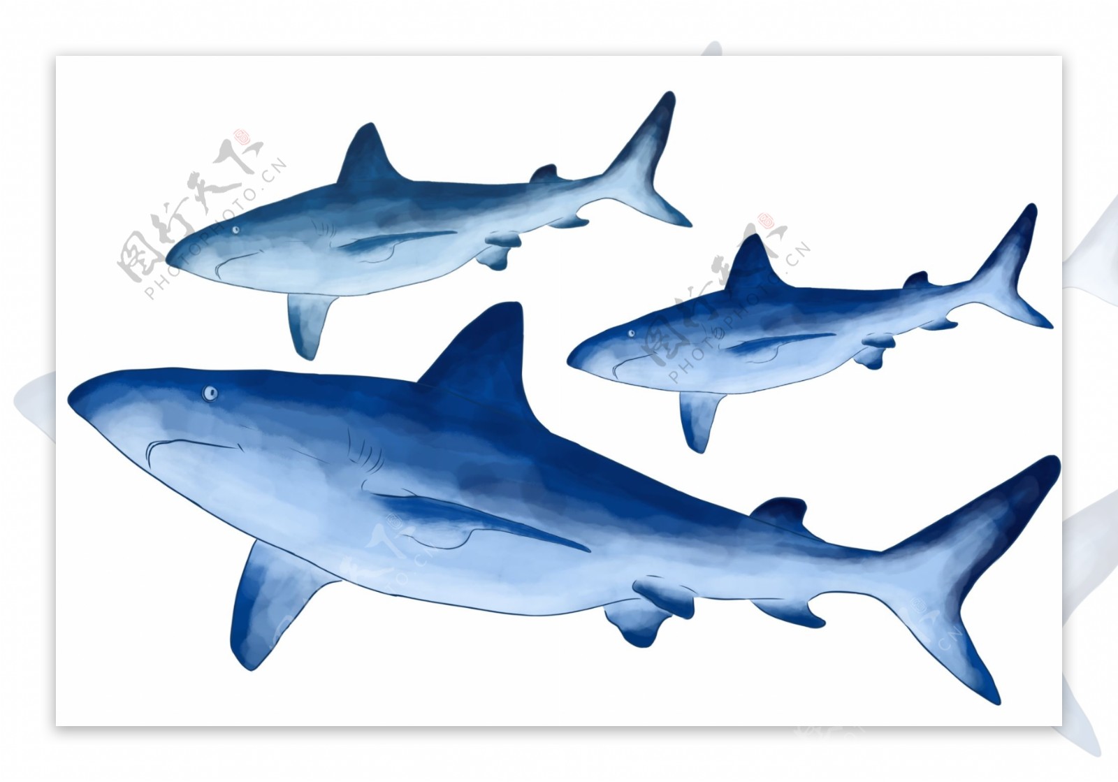 蓝色鲨鱼动物