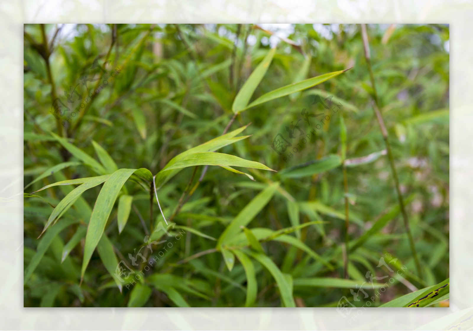 春天的绿色植物竹子