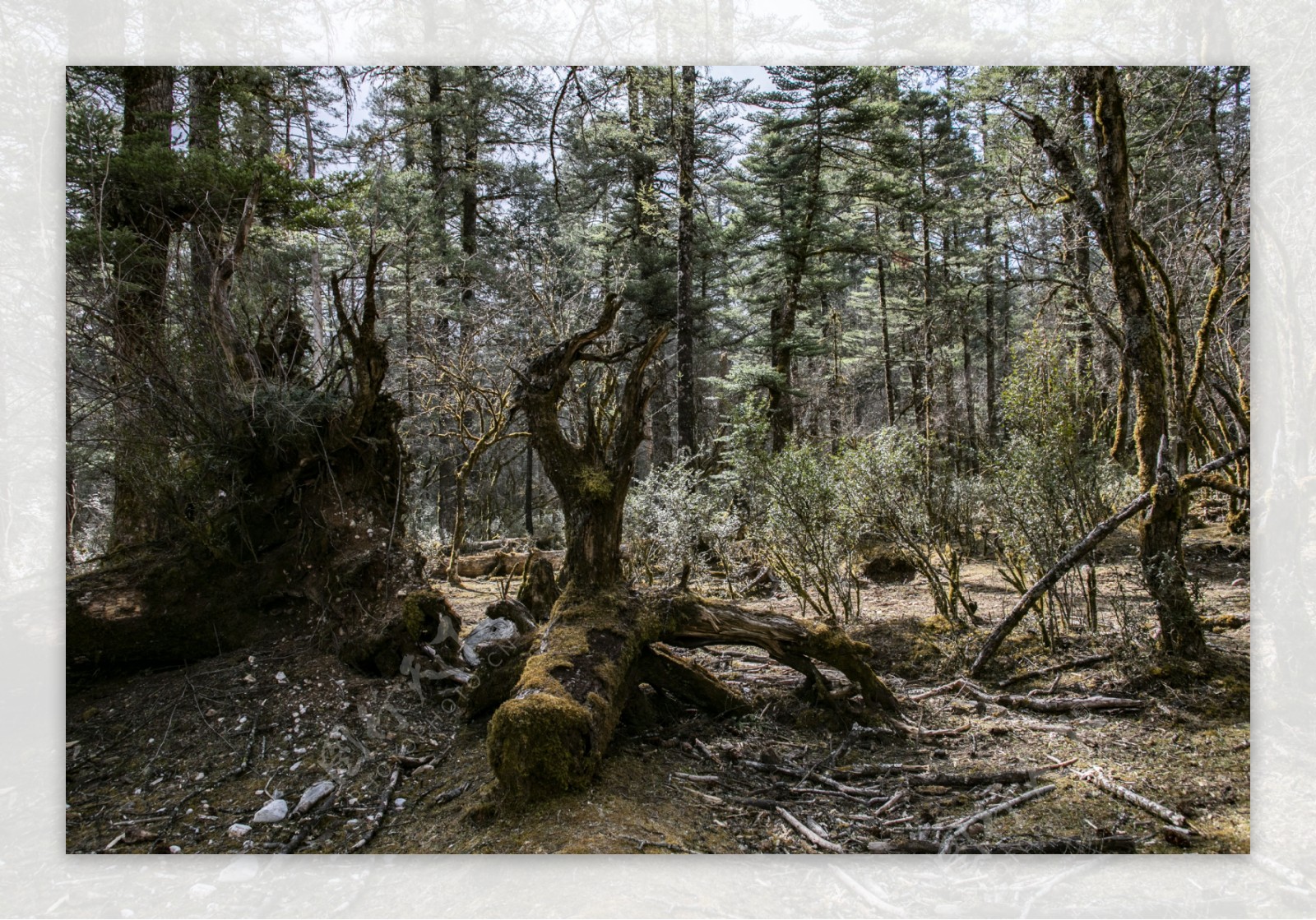 自然风光青山森林古树