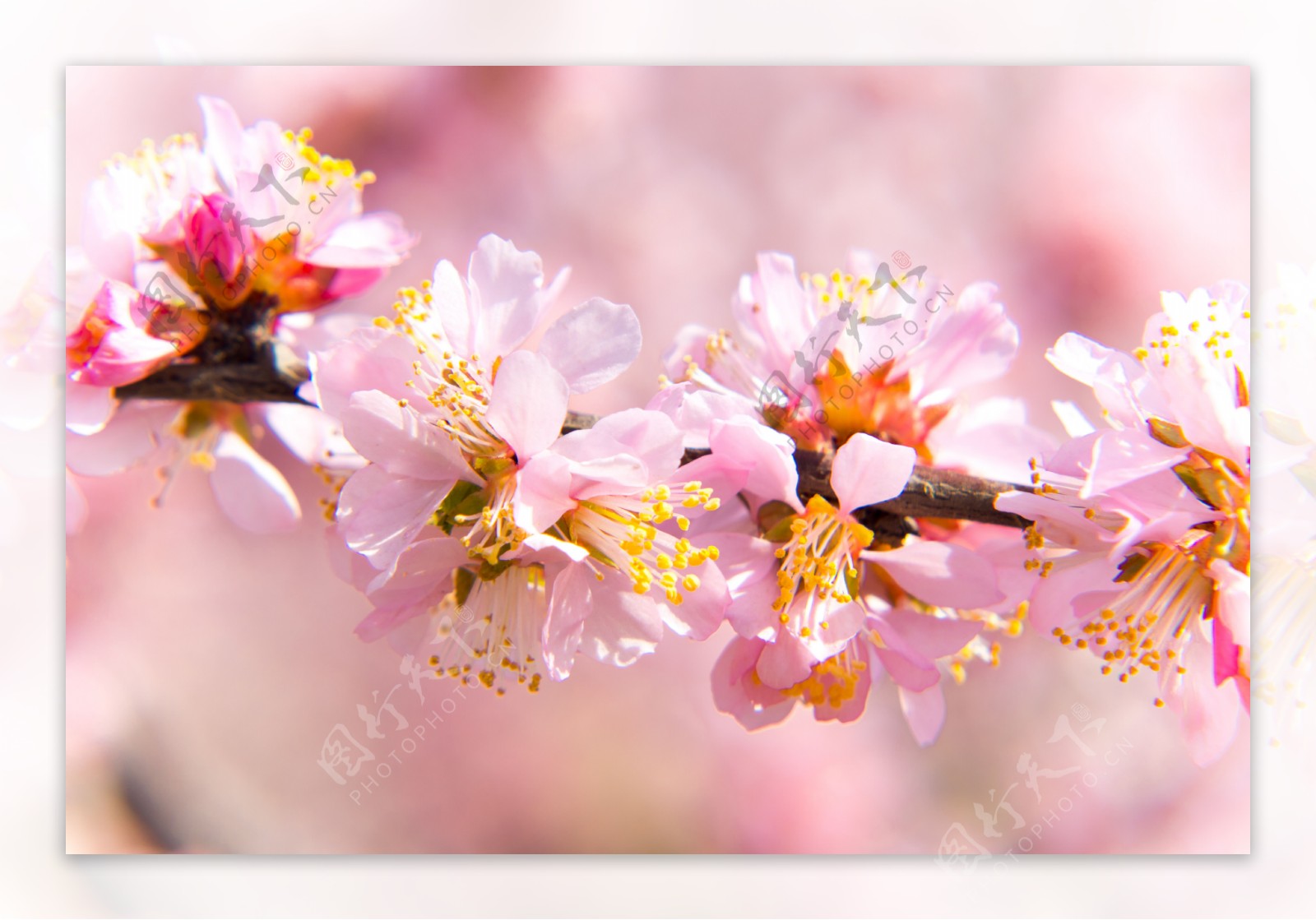 春季花朵粉色桃花细节