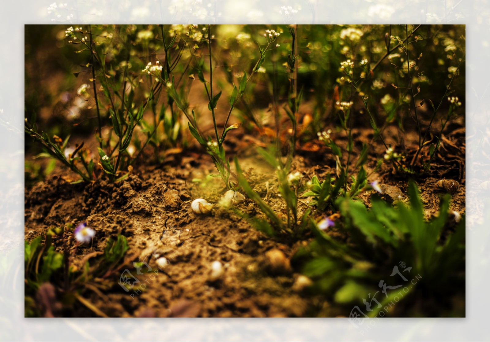 春天泥土植物商用