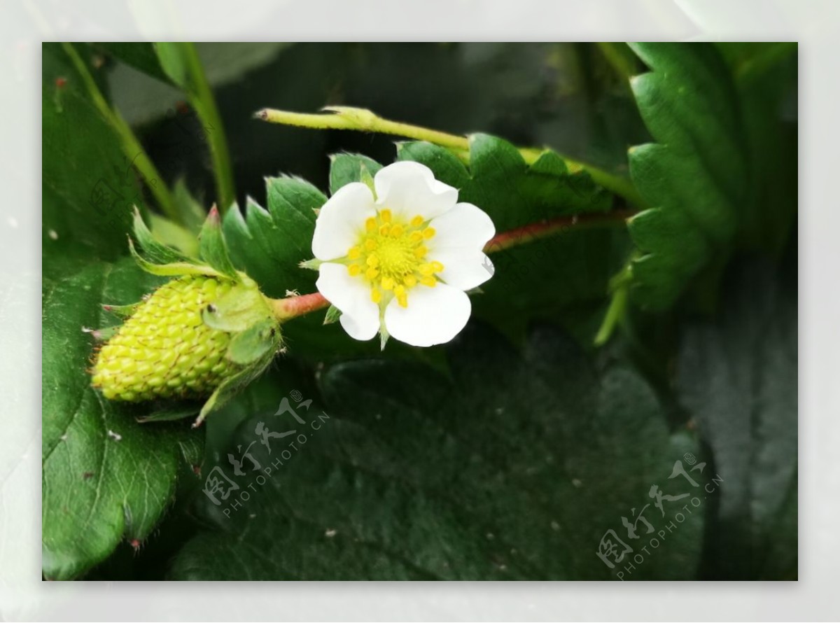 草莓 开花 野生草莓 - Pixabay上的免费照片 - Pixabay
