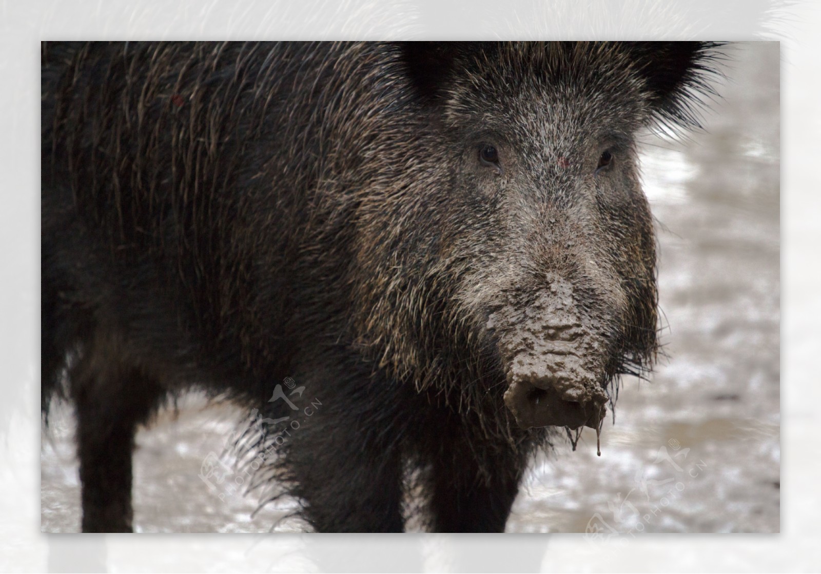 图片素材 : 森林, 野生动物, 动物群, 脊椎动物, 野猪, 猪喜欢哺乳动物 3456x4608 - - 749328 - 素材中国, 高清壁纸 - PxHere摄影图库