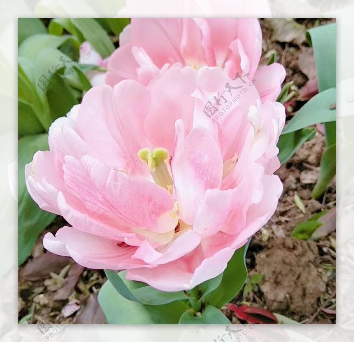 高清植物粉色郁金香