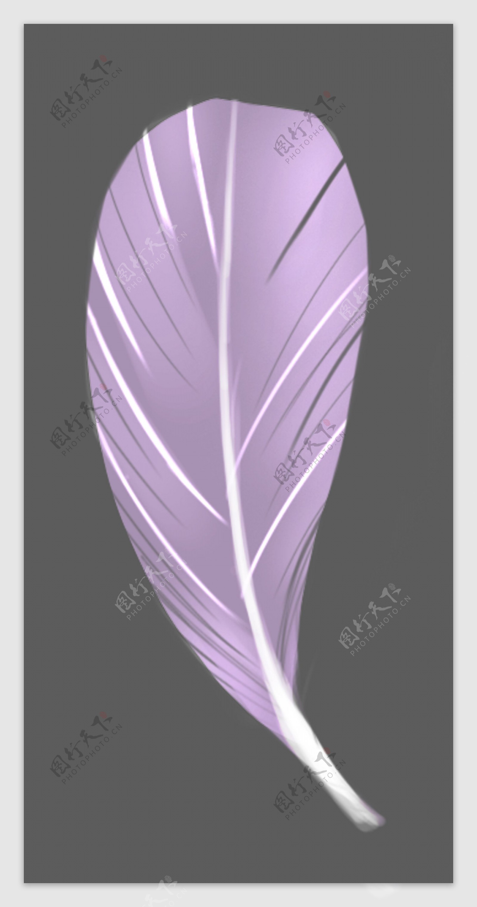 一根紫色羽毛