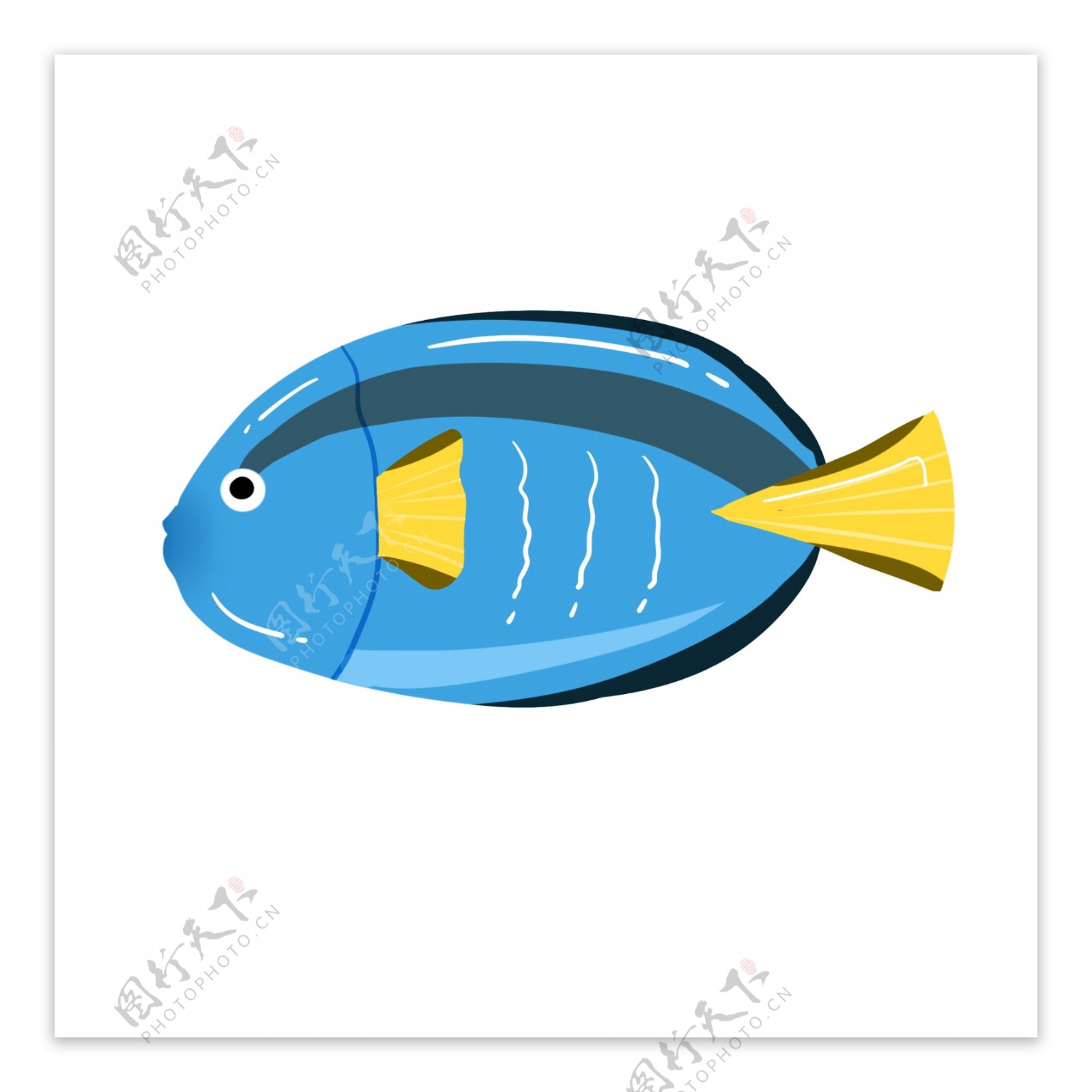 海洋生物热带鱼