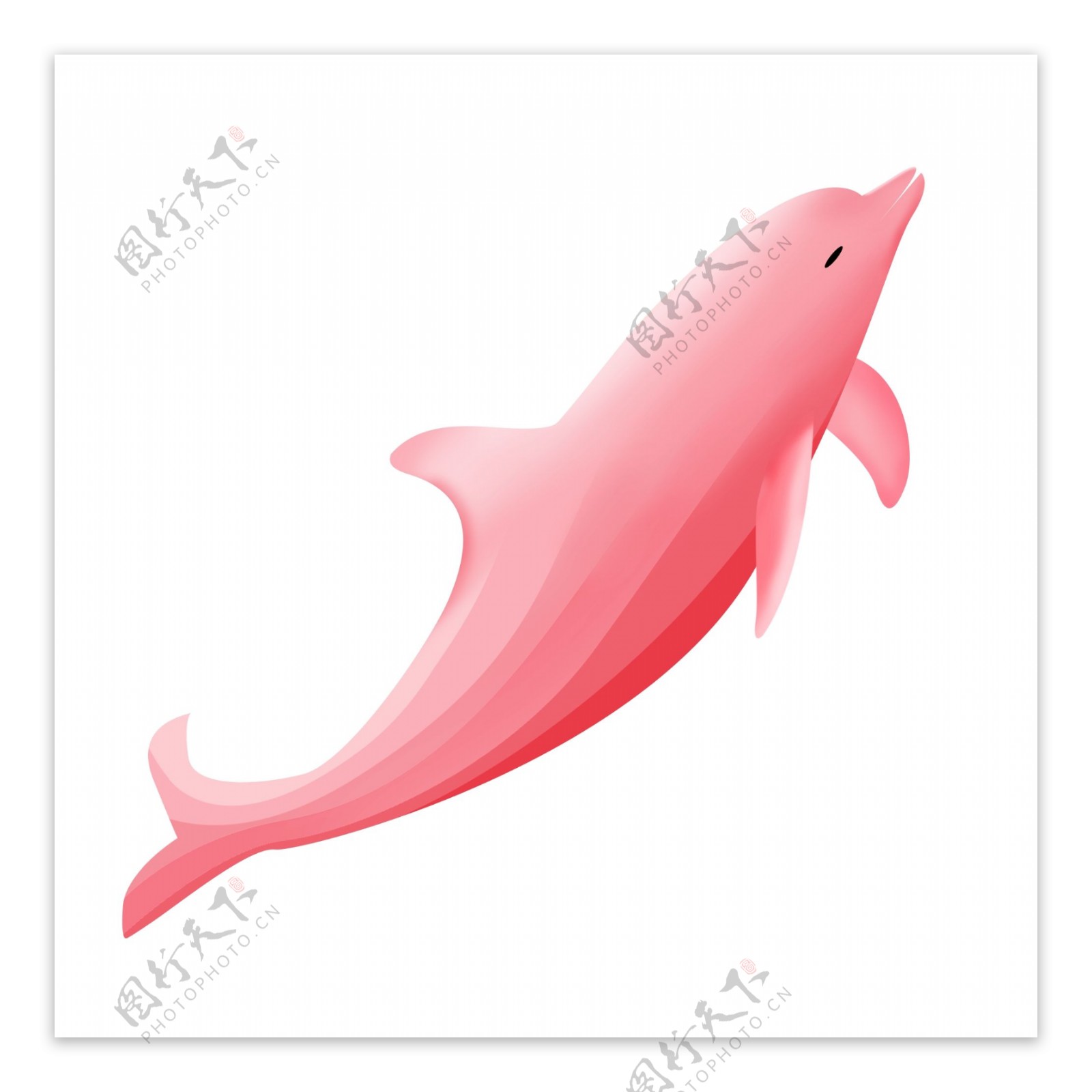 粉色海豚生物