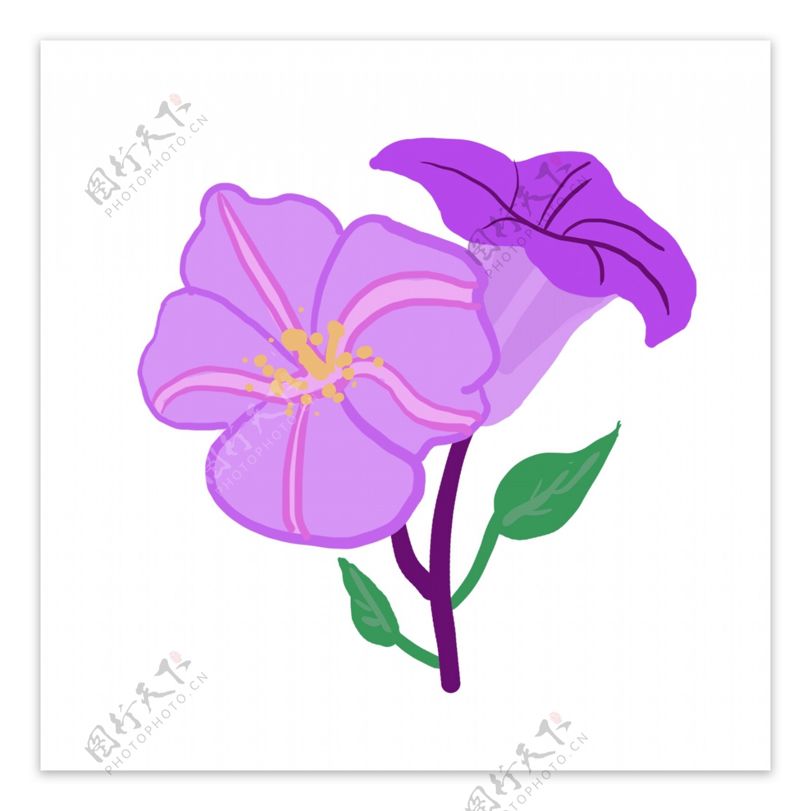 紫色花卉花朵