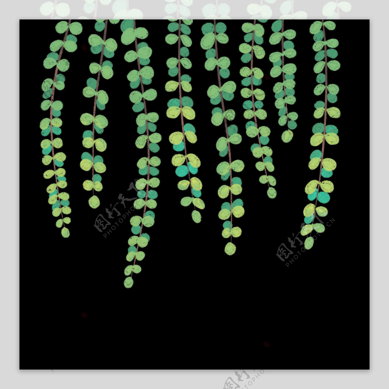 植物垂柳绿色柳条