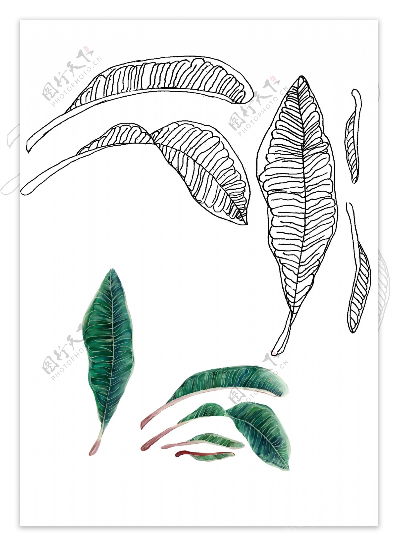 手绘热带植物装饰图案