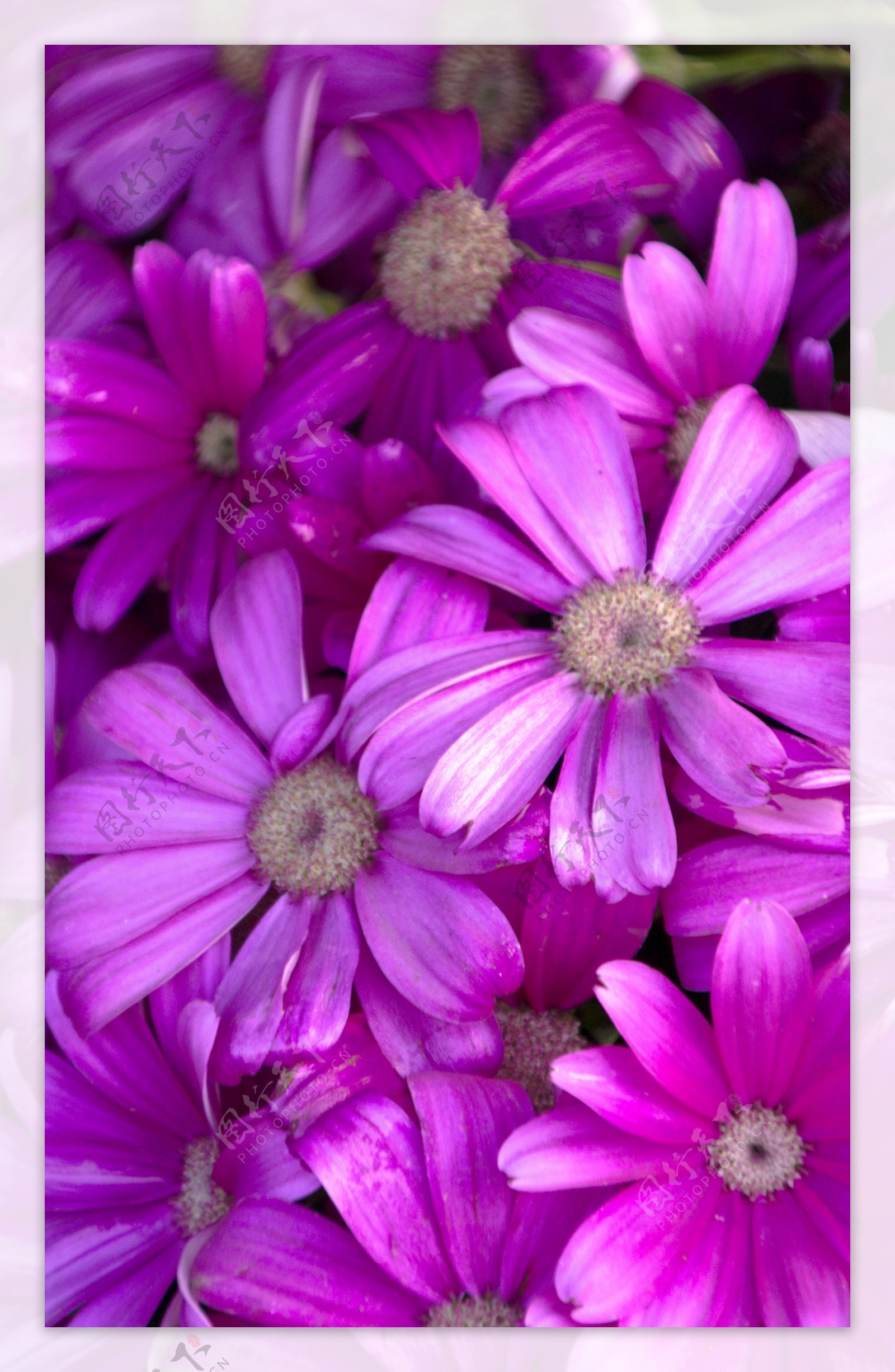 紫色花朵唯美海报背景