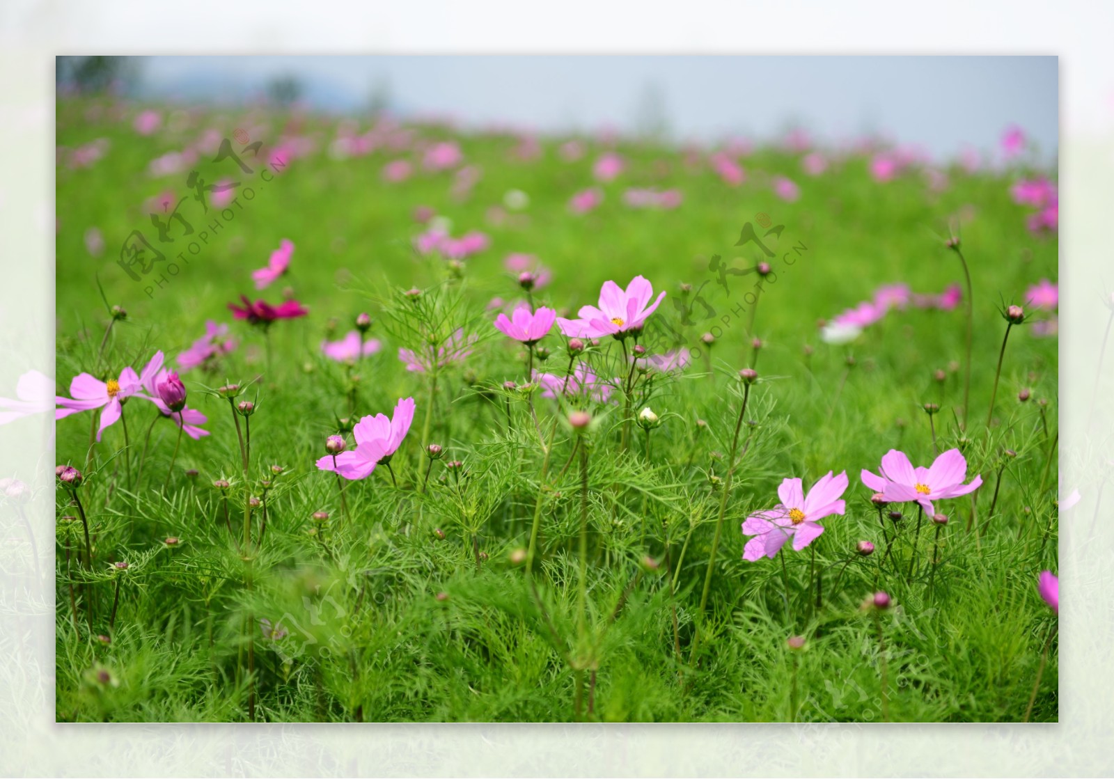 格桑花