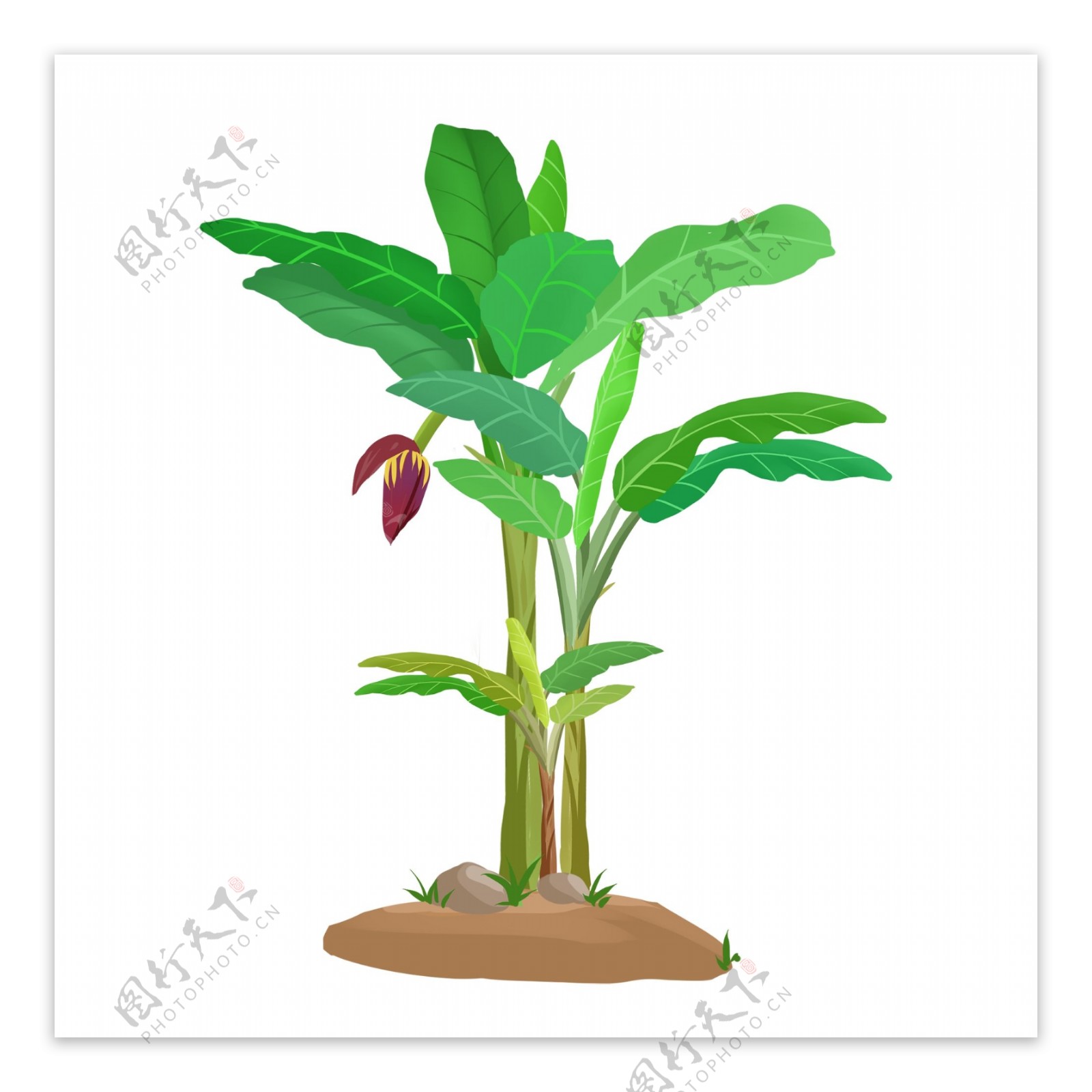 手绘热带植物绿色芭蕉树免抠png