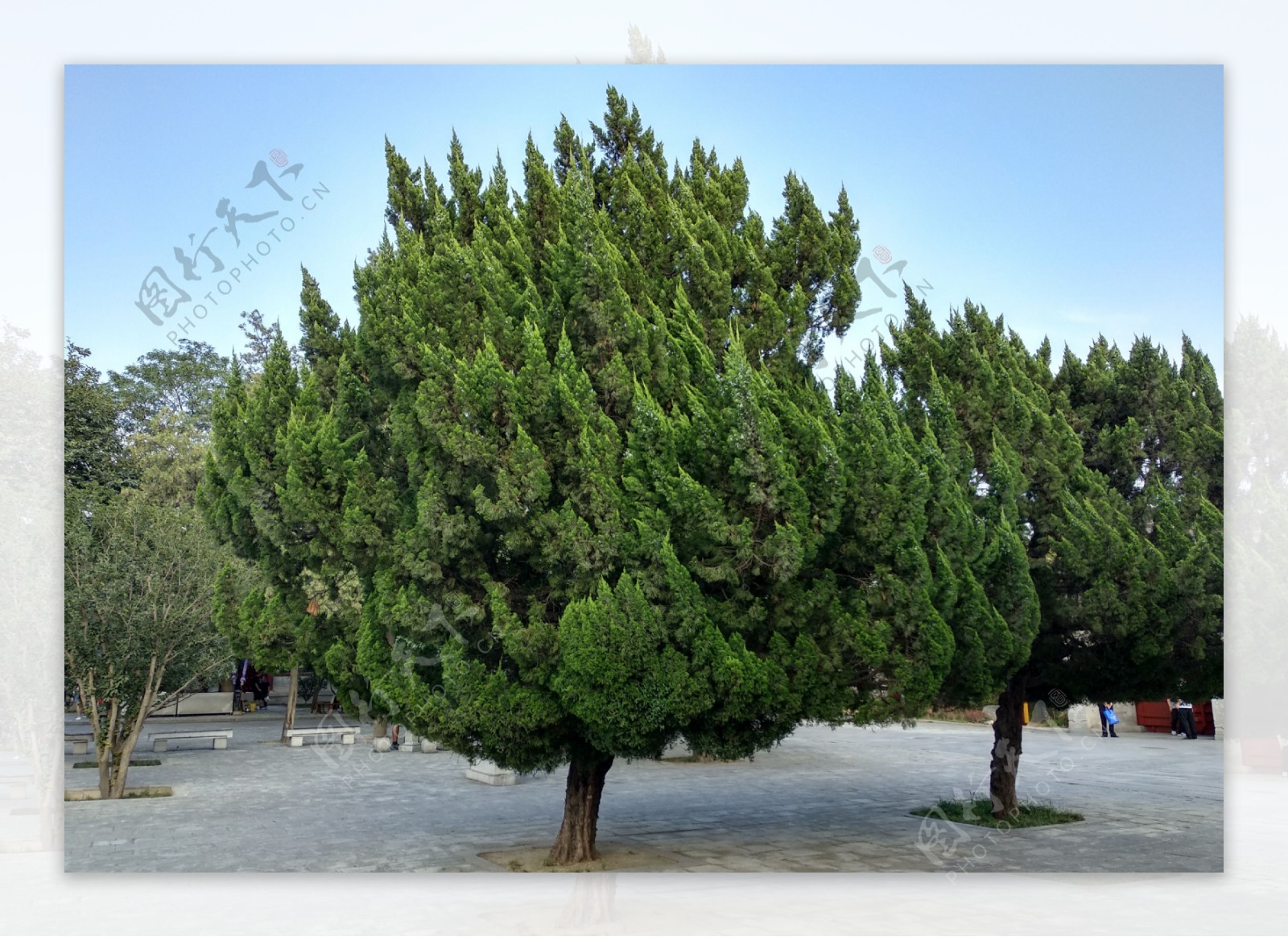 林芝有棵柏树王，距今已有3200多年树龄，被誉为“中国柏树之最”-搜狐大视野-搜狐新闻