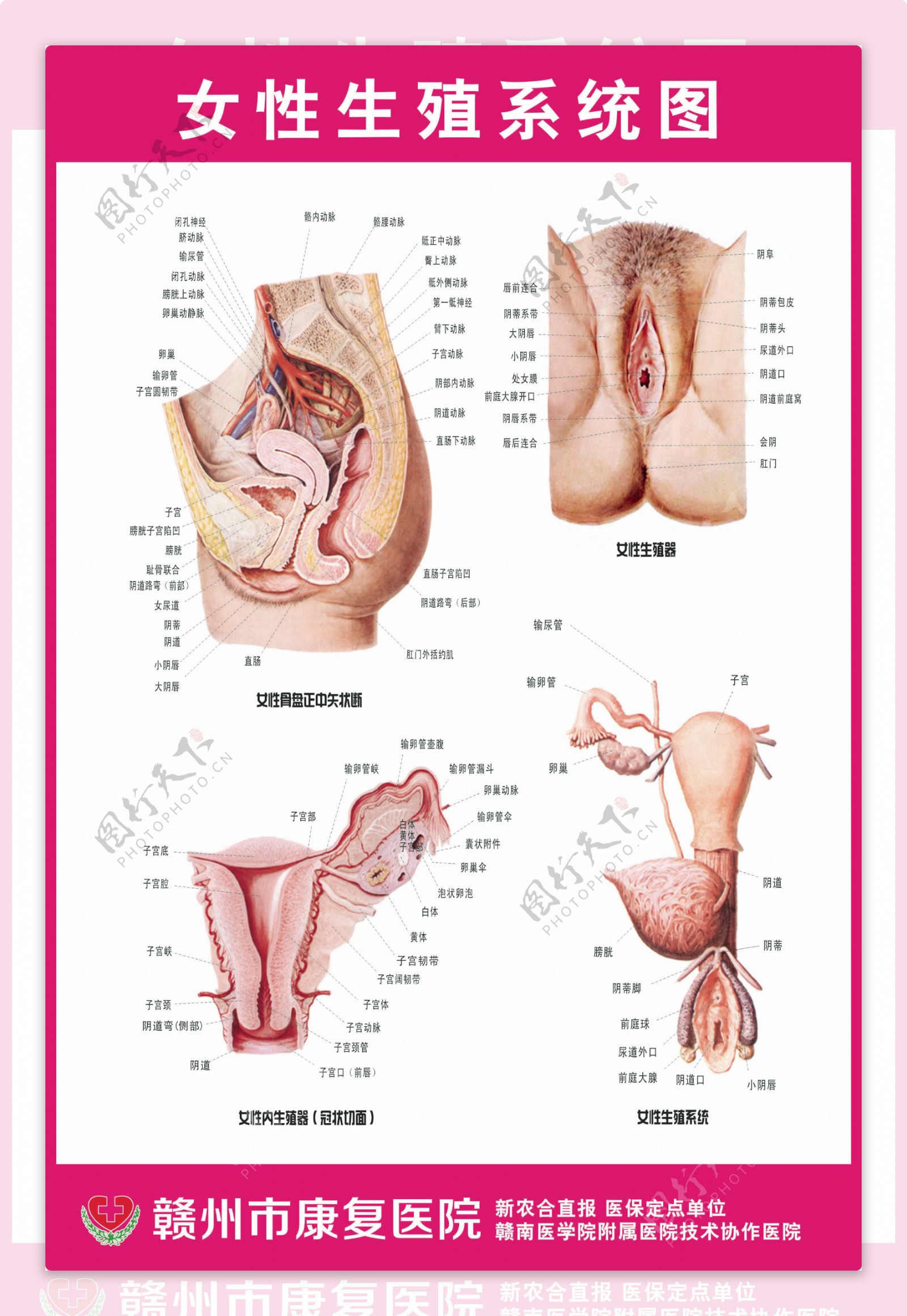 女性生殖系统图谱
