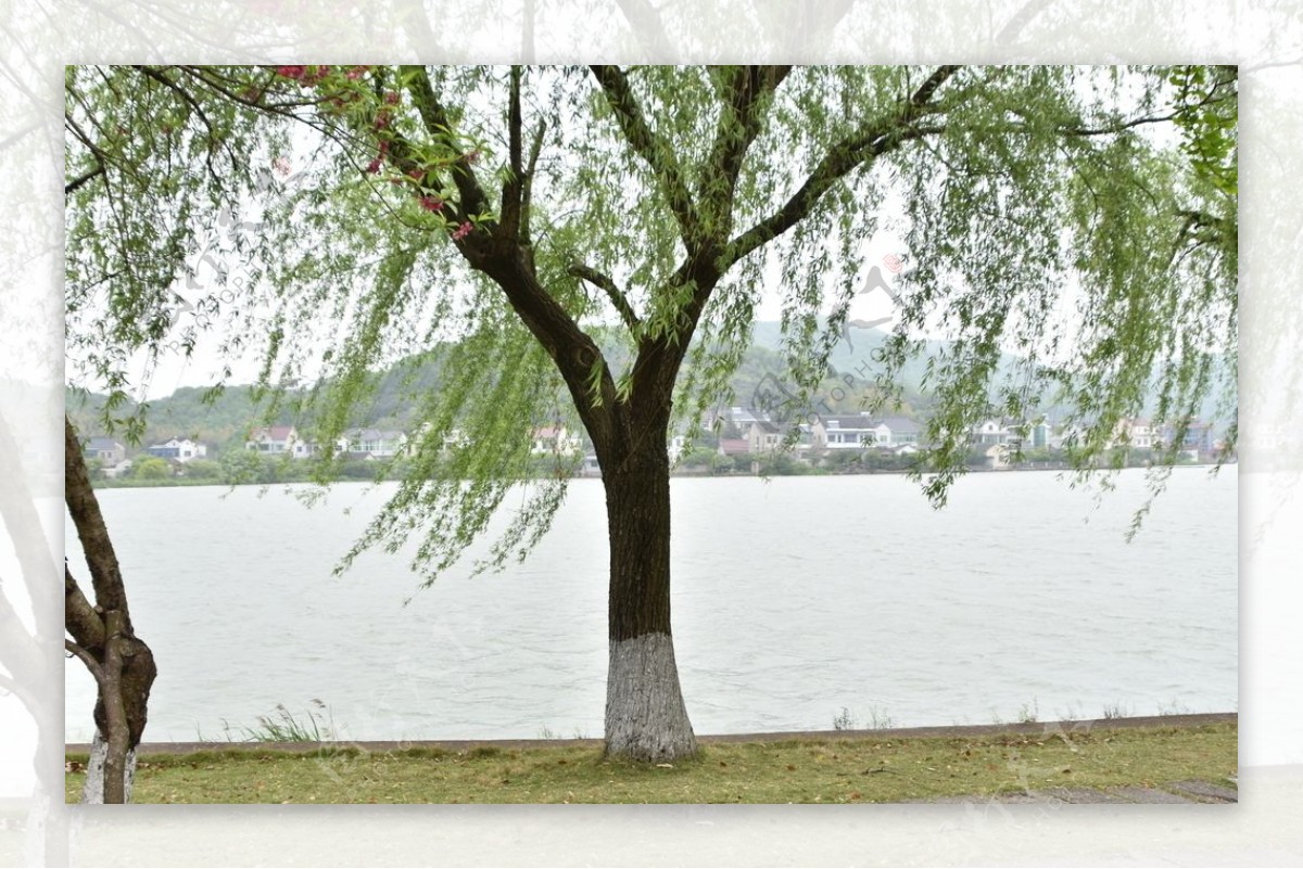 嘉兴南北湖湖面风光岸边柳树摄影