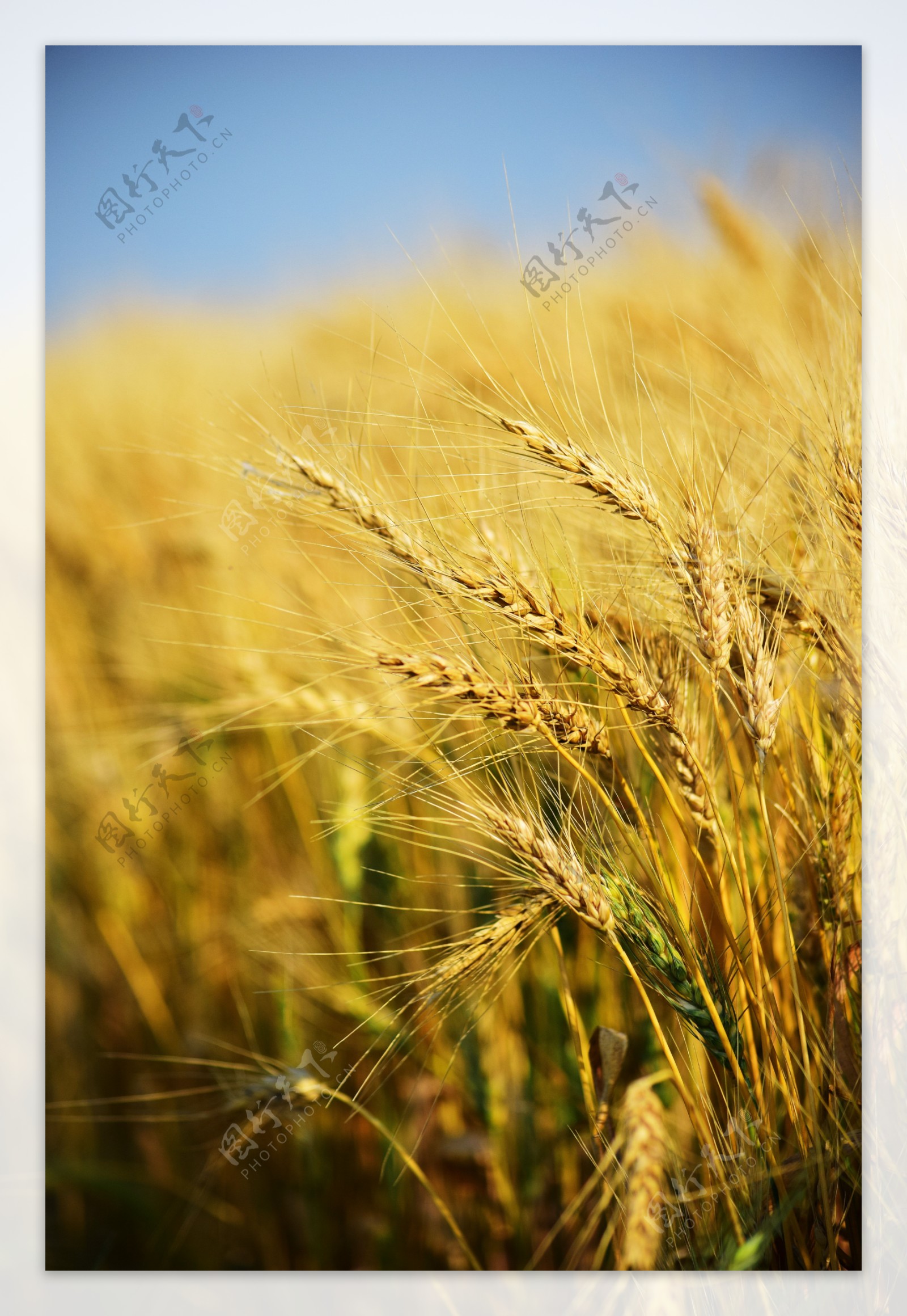 小麦小满芒种